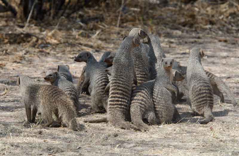 Mangosta - parque nacional de Etosha - Namibia 2.jpg
